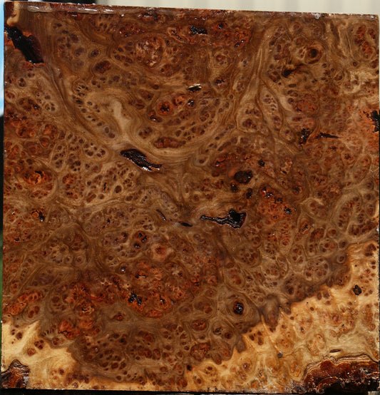 Elm Burl Bowl Blank