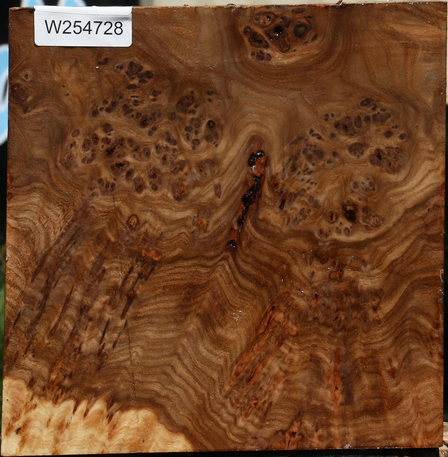 Elm Burl Bowl Blank