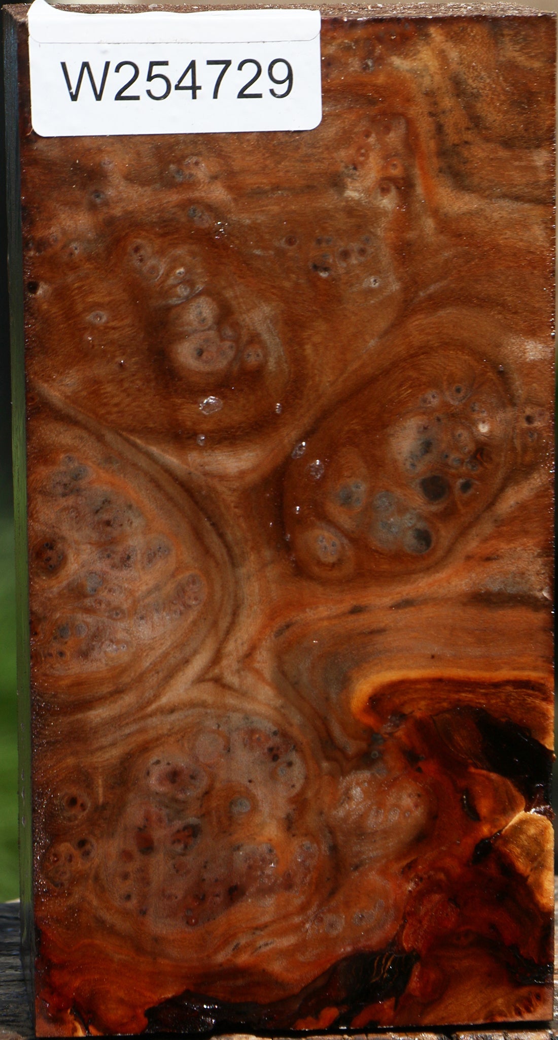 Elm Burl Turning Blank