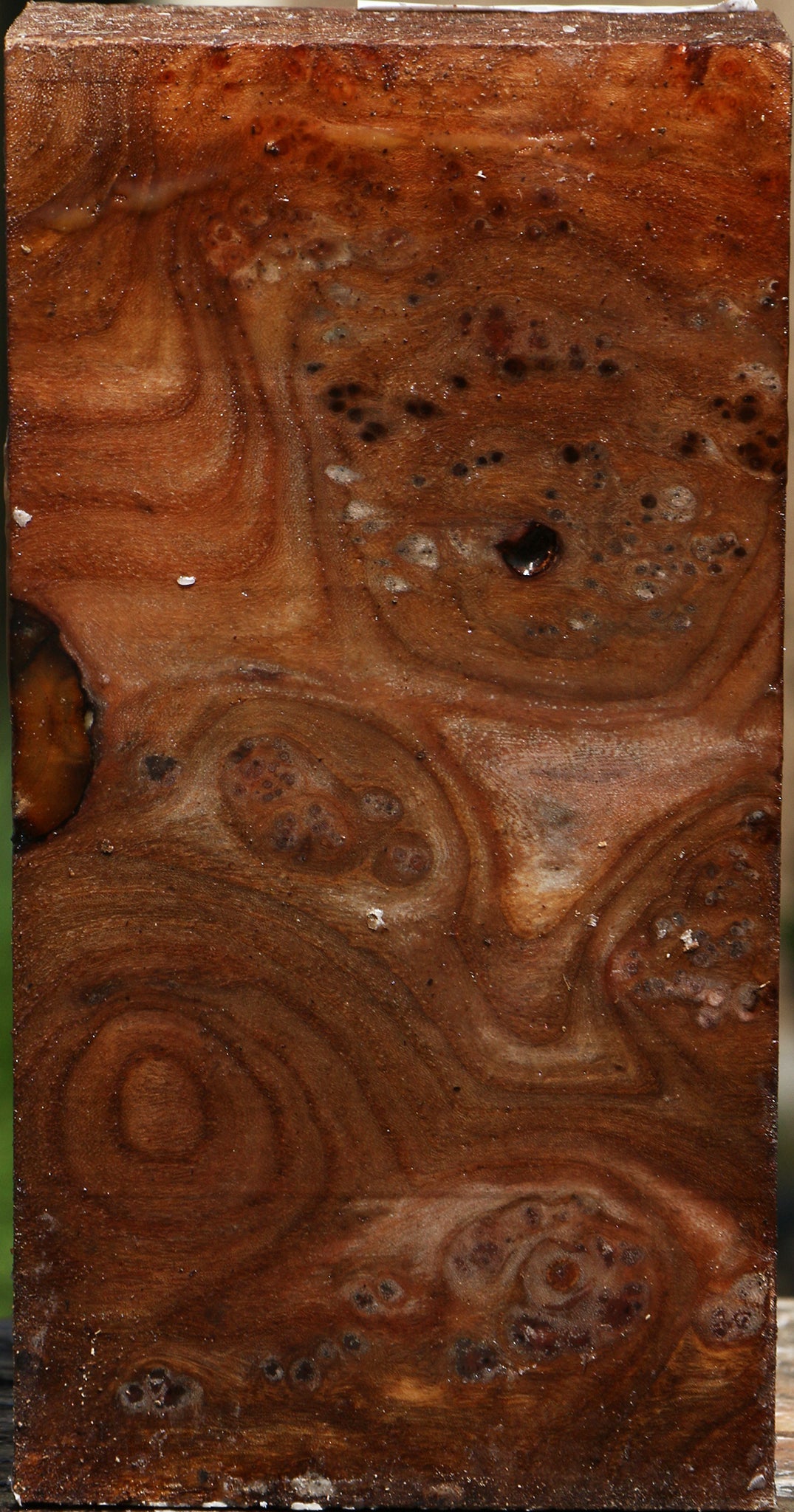 Elm Burl Turning Blank