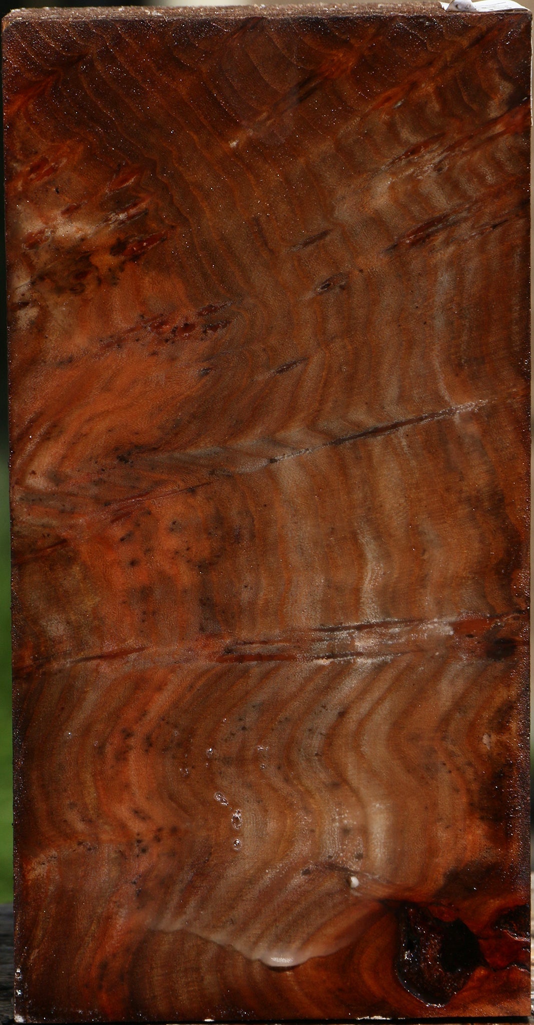 Elm Burl Turning Blank