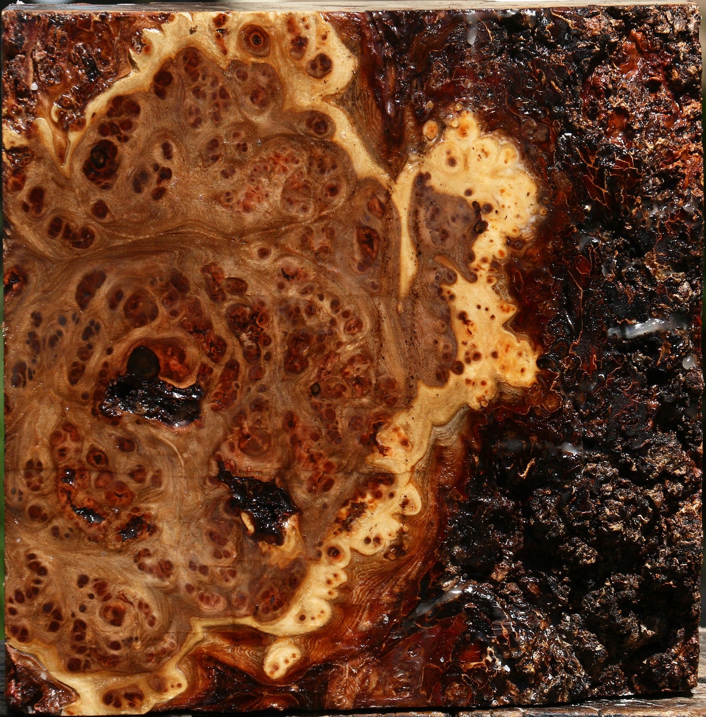 Elm Burl Bowl Blank