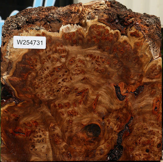 Elm Burl Live Edge Bowl Blank