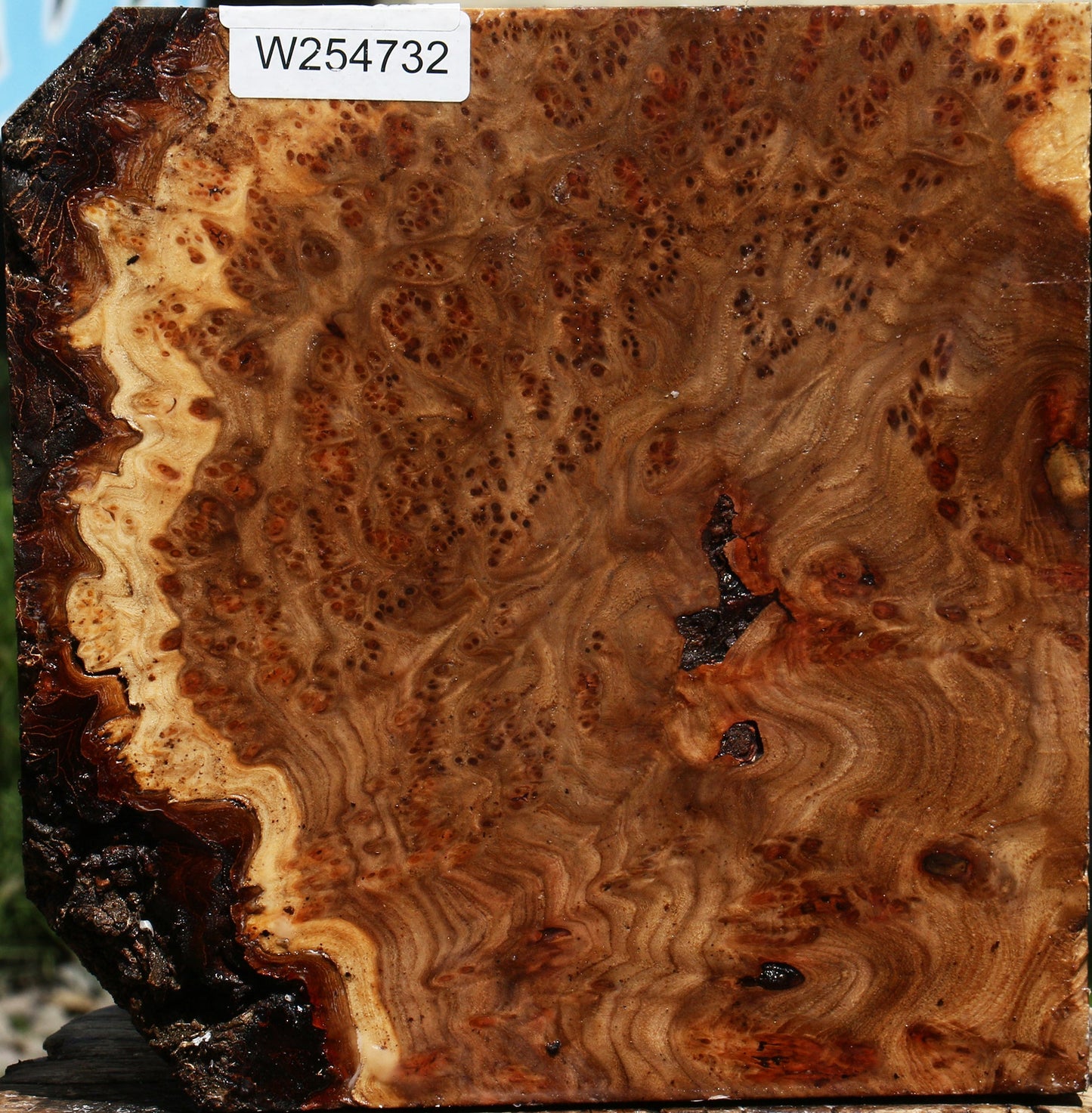 Elm Burl Bowl Blank