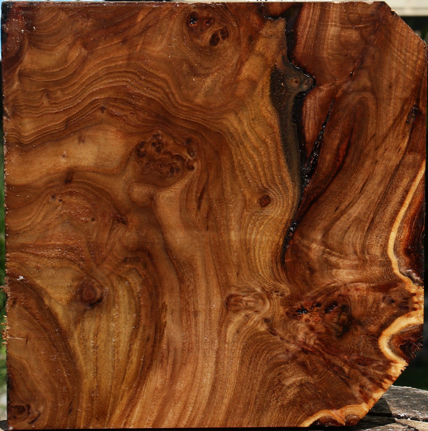 Elm Burl Bowl Blank