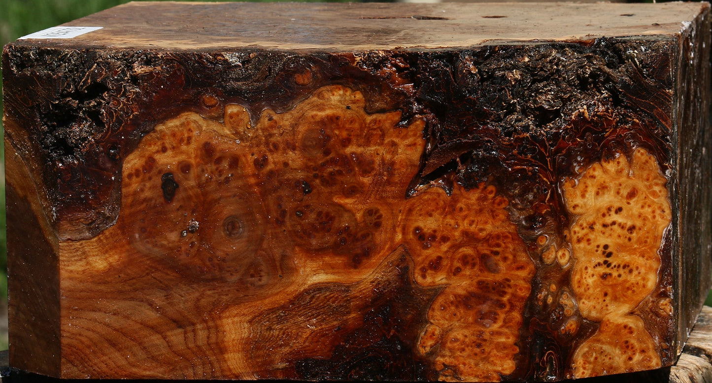 Elm Burl Bowl Blank