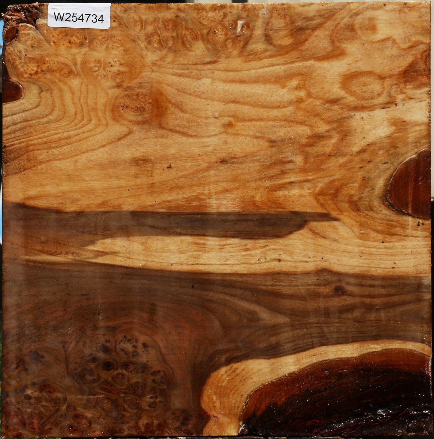 Elm Burl Bowl Blank