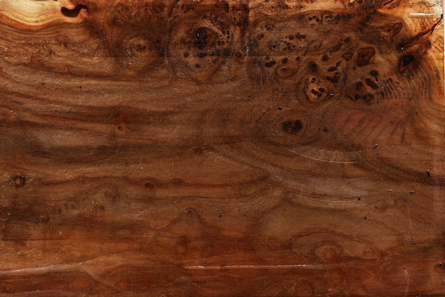 Elm Burl Bowl Blank