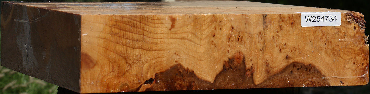 Elm Burl Bowl Blank
