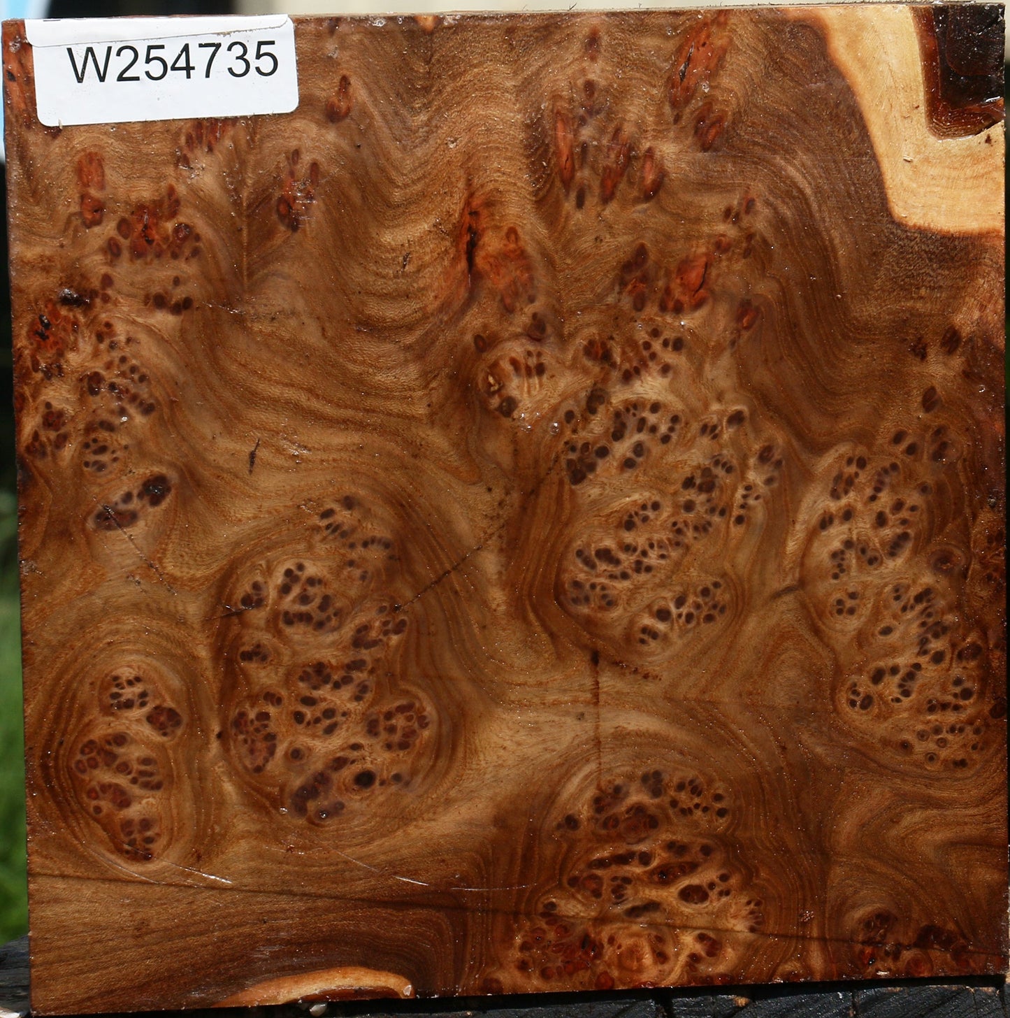 Elm Burl Bowl Blank