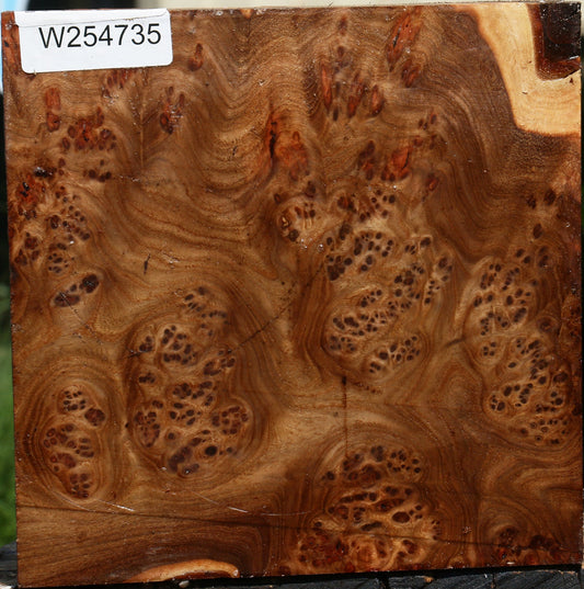 Elm Burl Bowl Blank