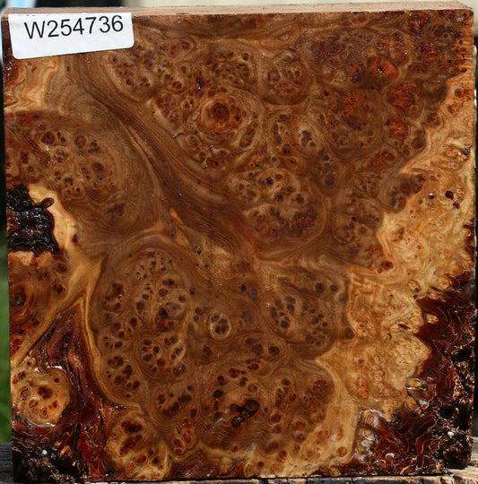 Elm Burl Bowl Blank