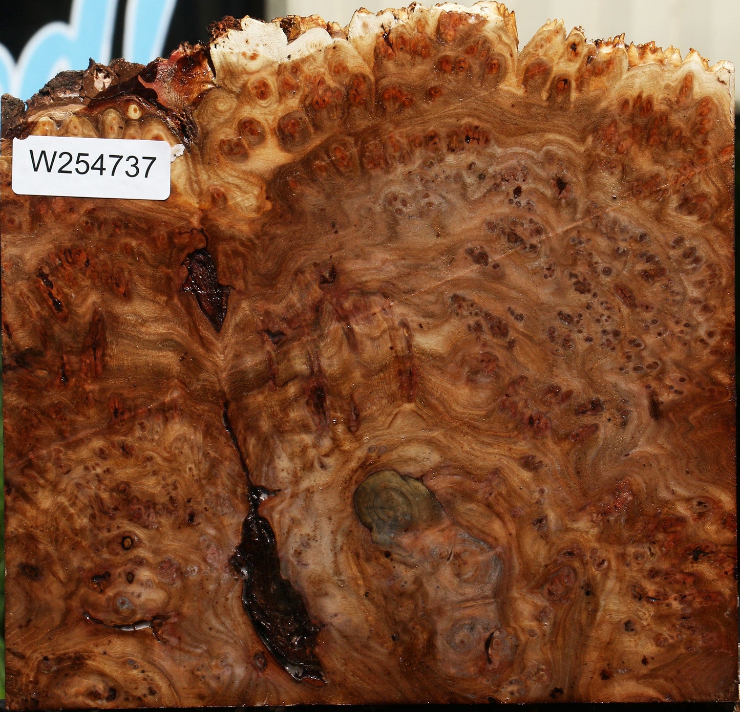 Elm Burl Live Edge Turning Blank
