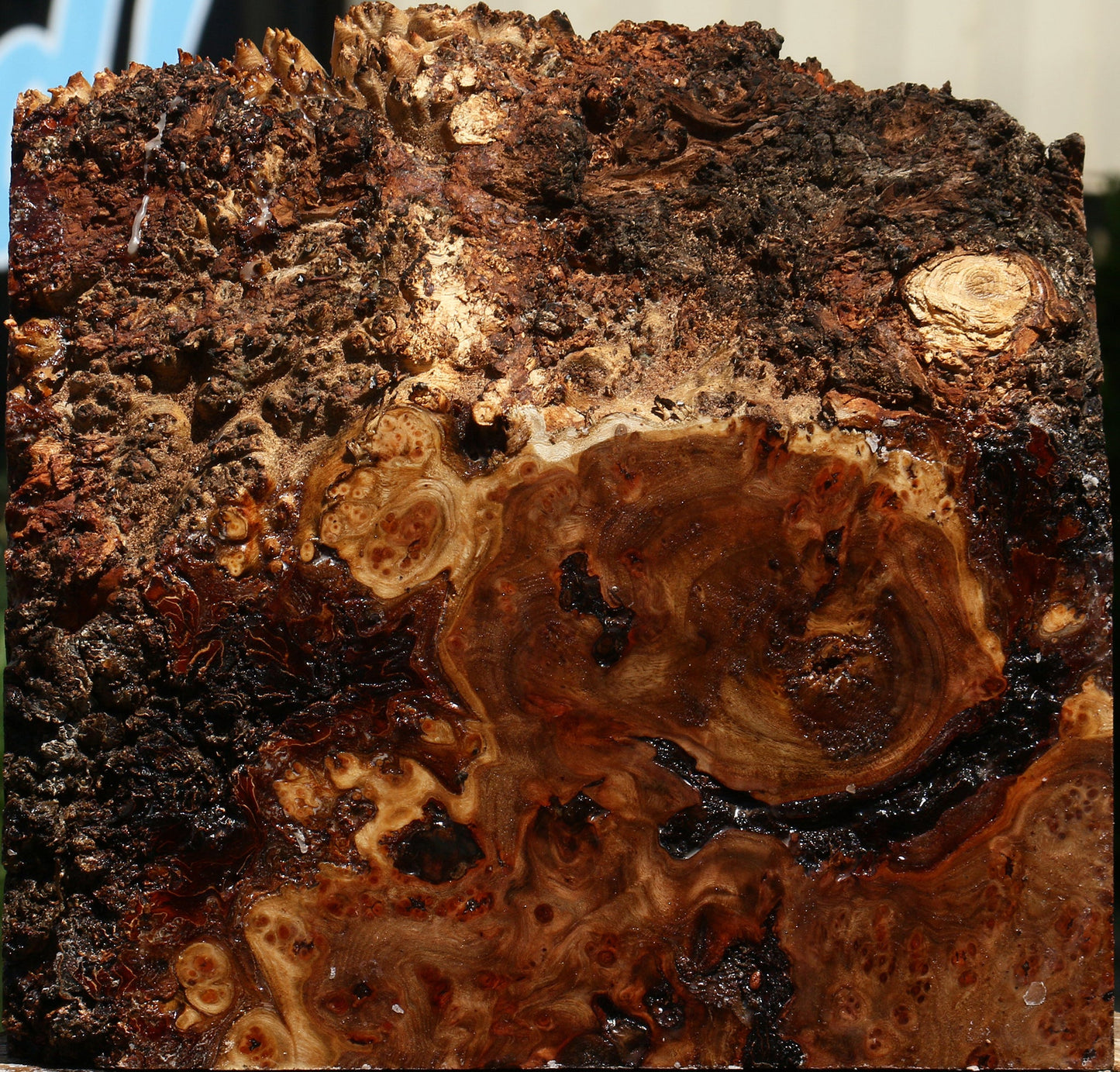 Elm Burl Live Edge Turning Blank