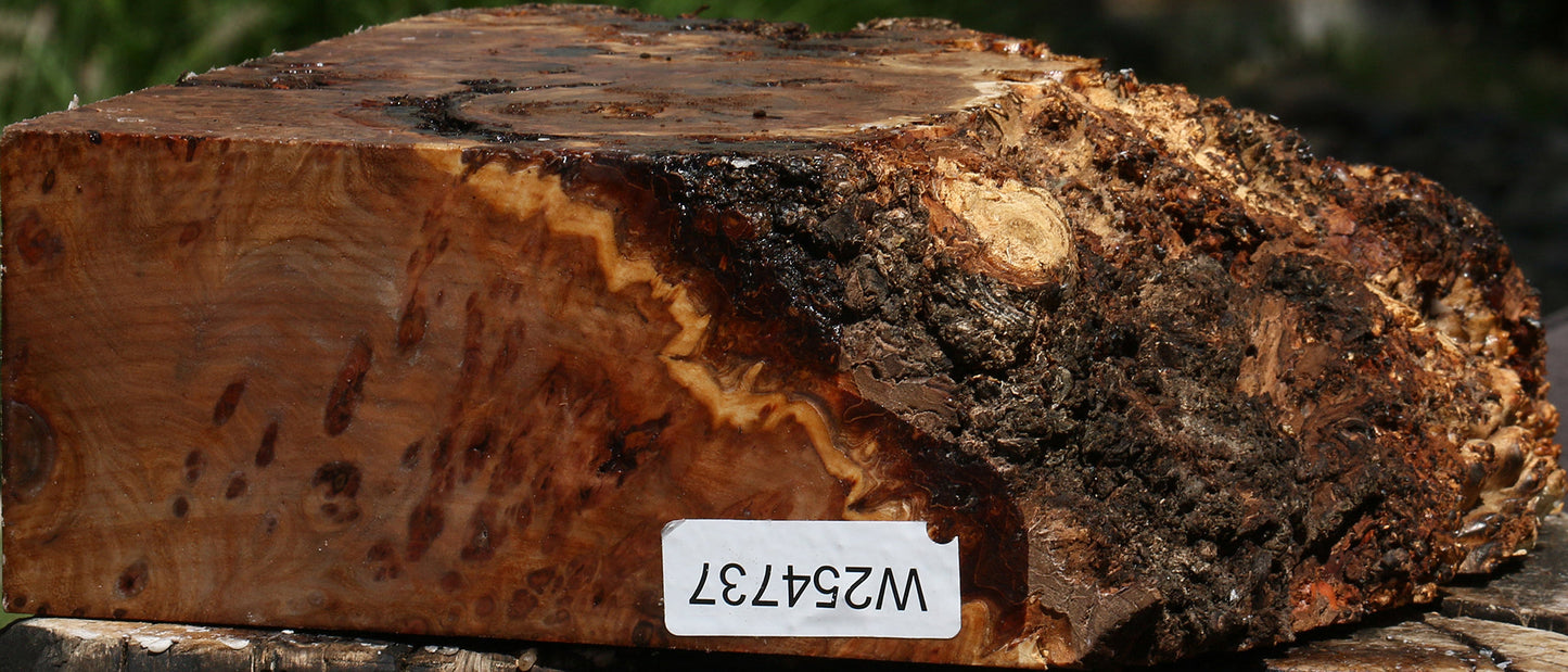 Elm Burl Live Edge Turning Blank