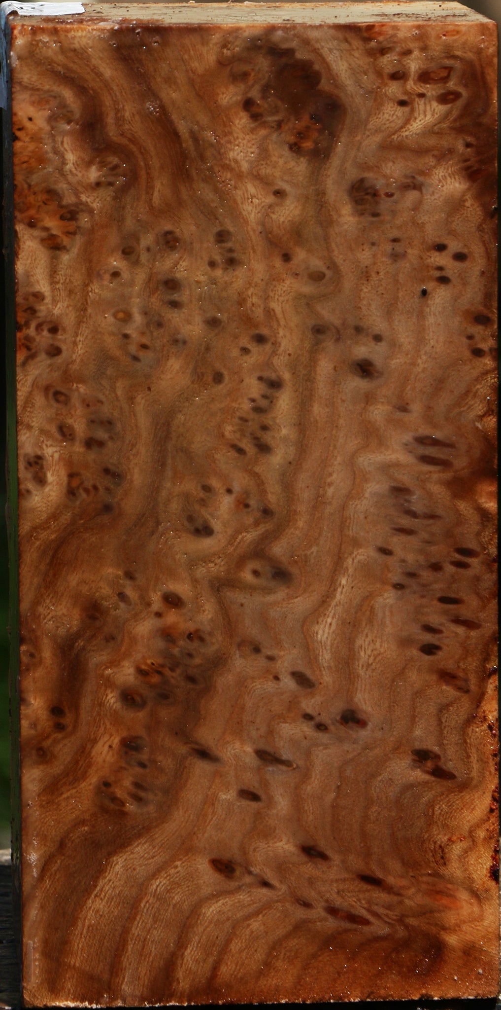 Elm Burl Turning Square