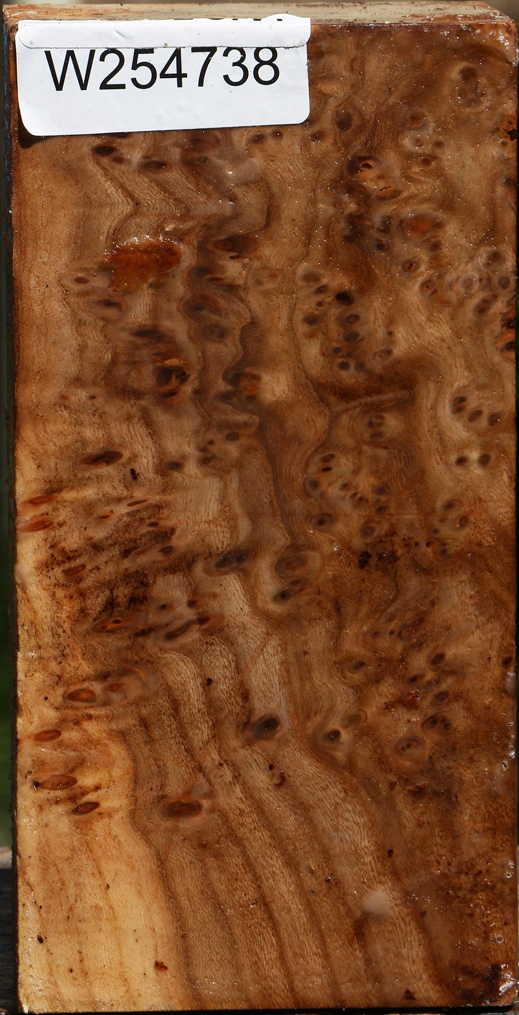 Elm Burl Turning Square