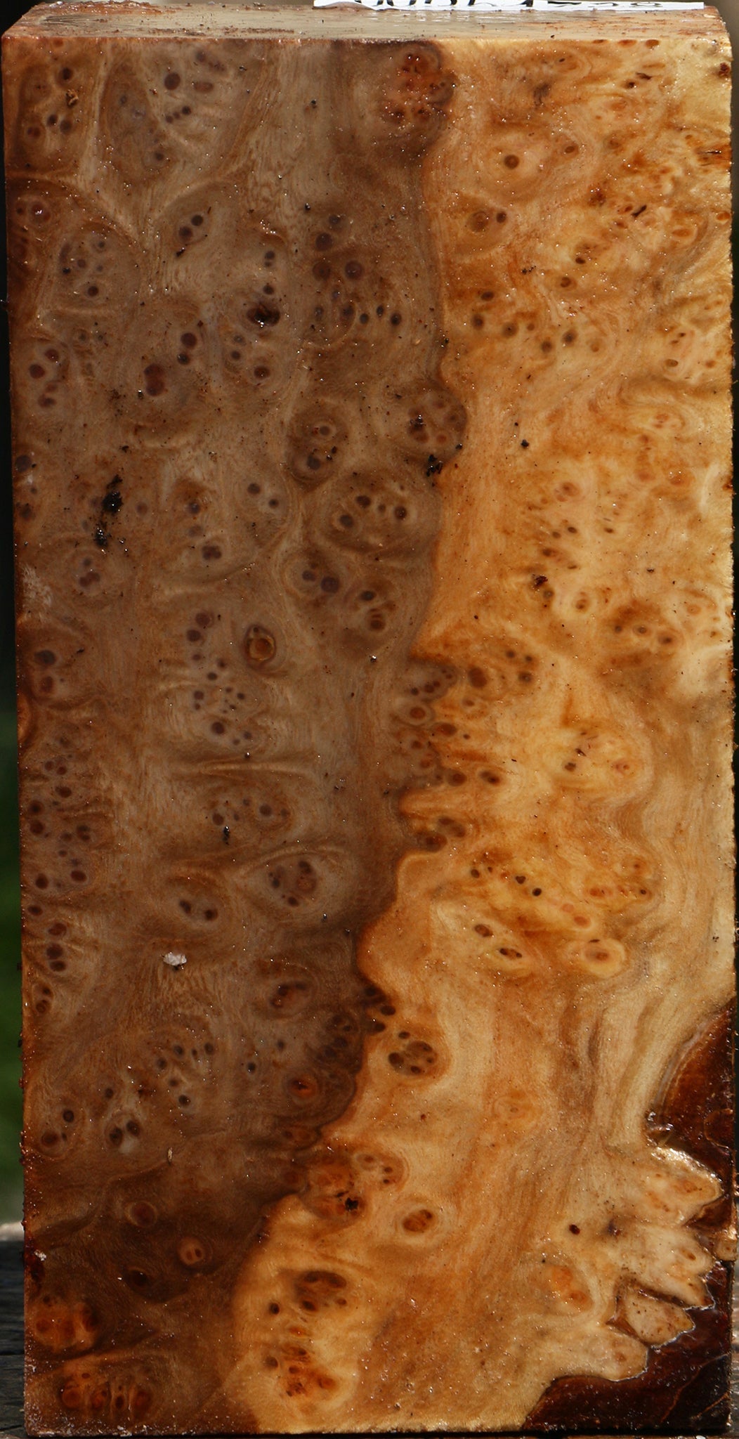 Elm Burl Turning Square