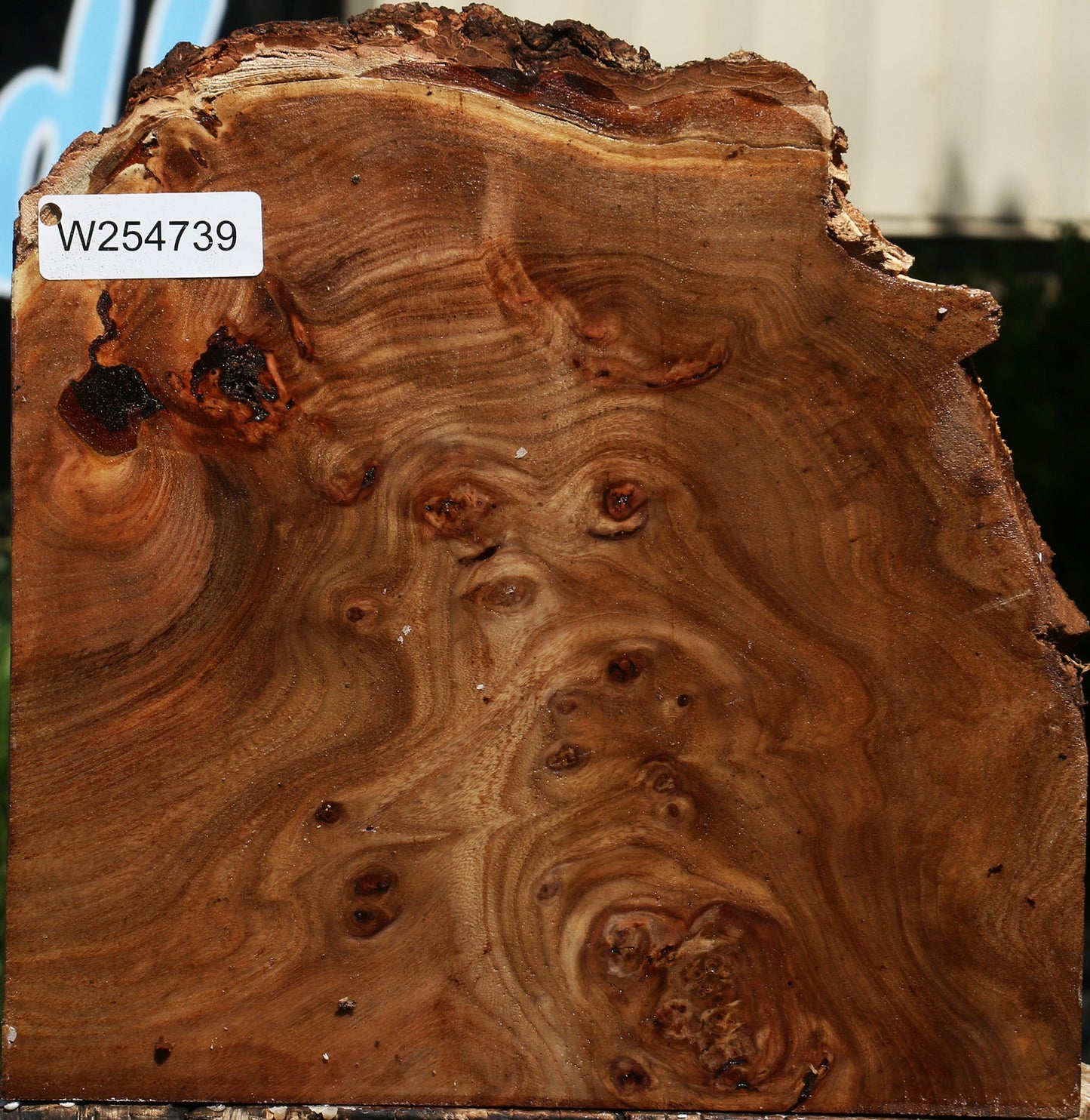 Elm Burl Live Edge Bowl Blank