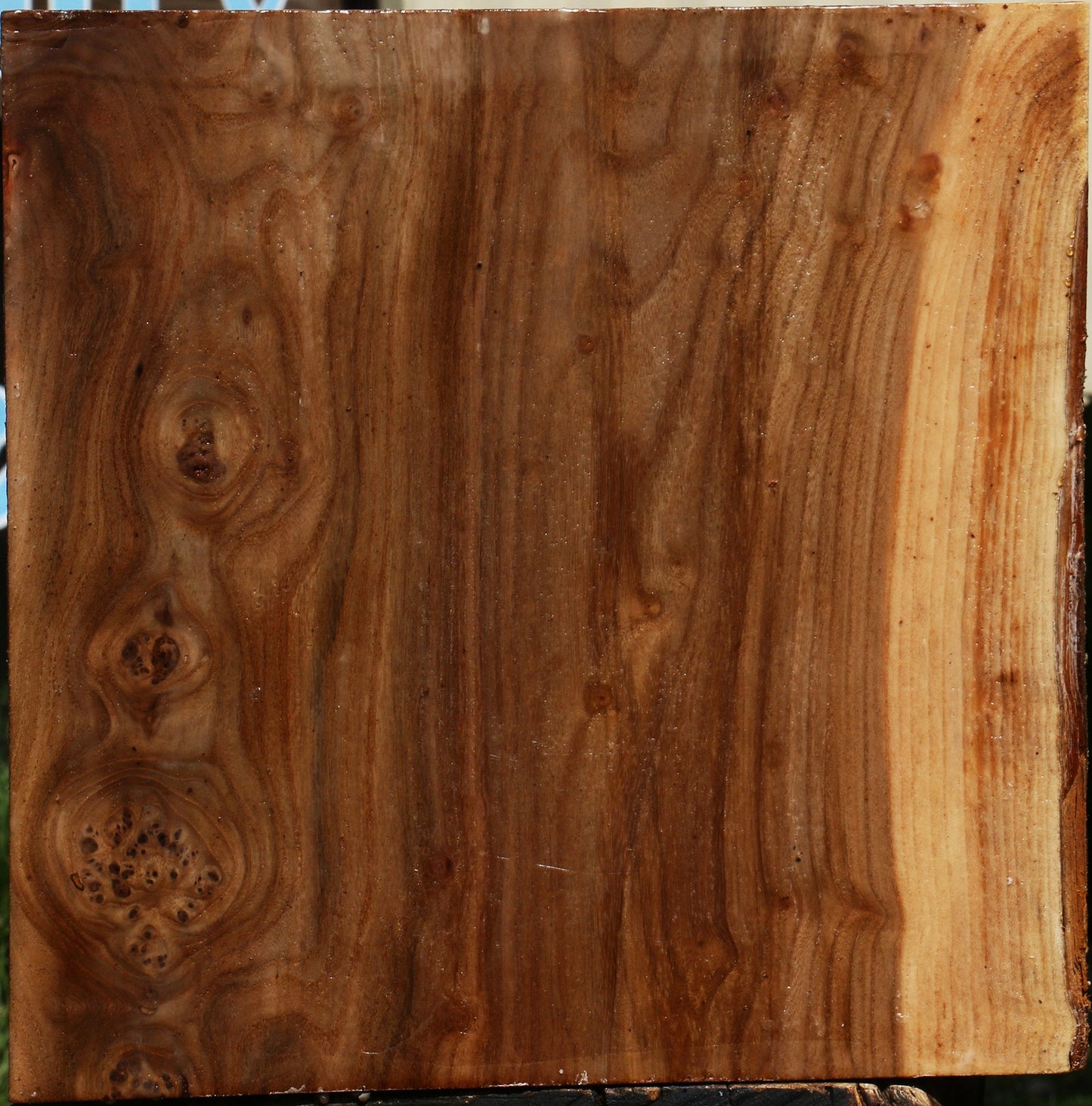 Elm Burl Live Edge Bowl Blank