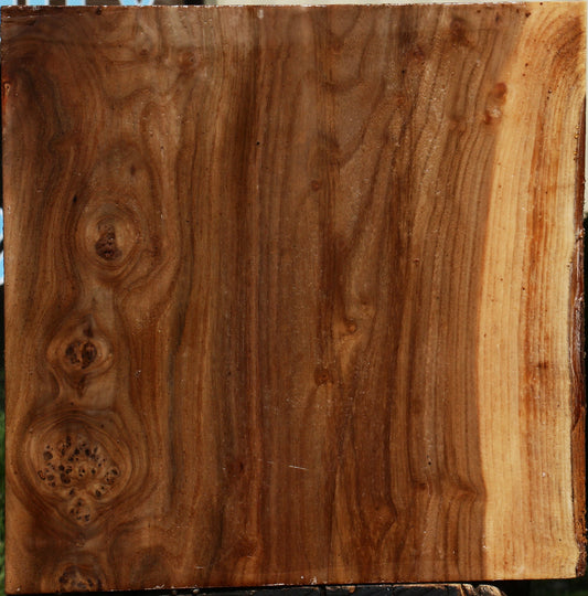 Elm Burl Live Edge Bowl Blank