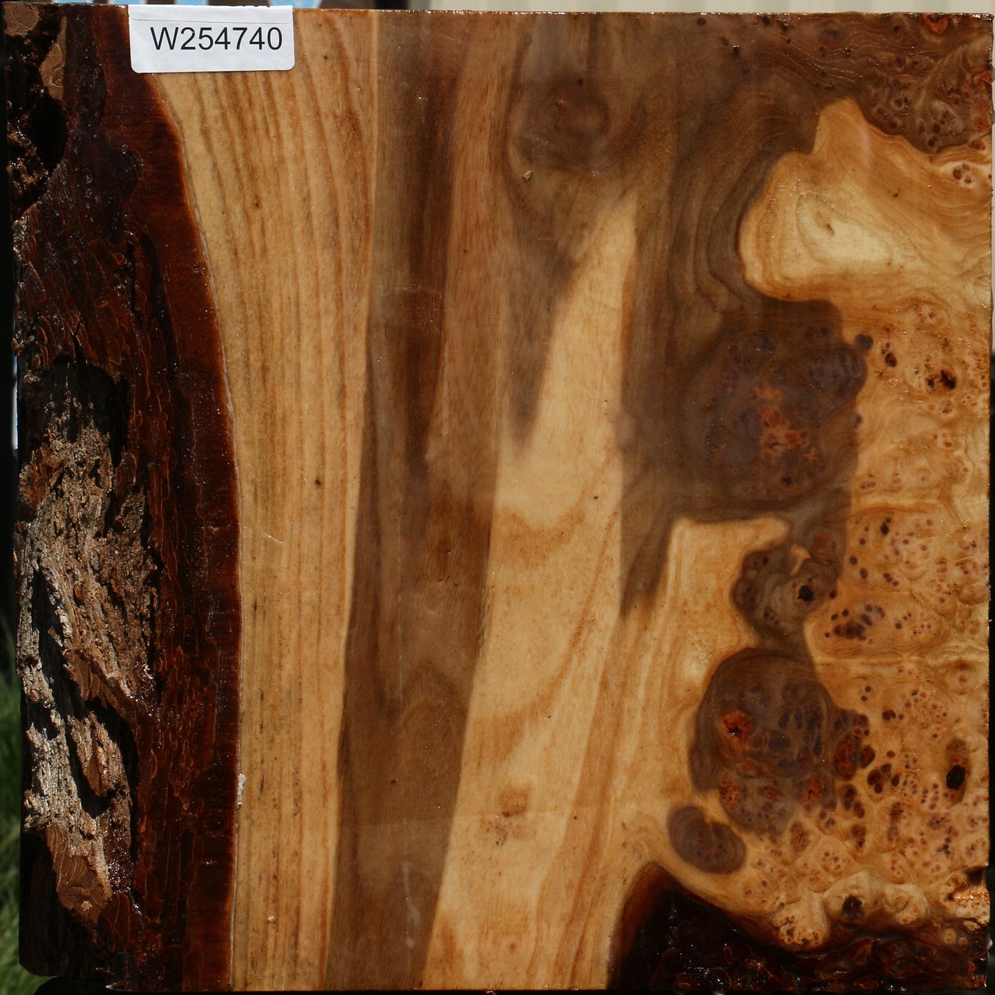 Elm Burl Live Edge Bowl Blank