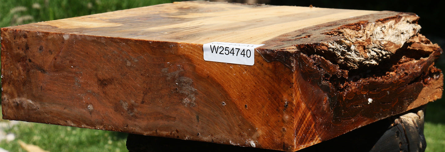 Elm Burl Live Edge Bowl Blank