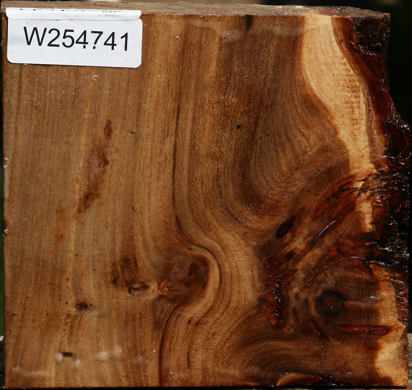 Elm Burl Turning Blank