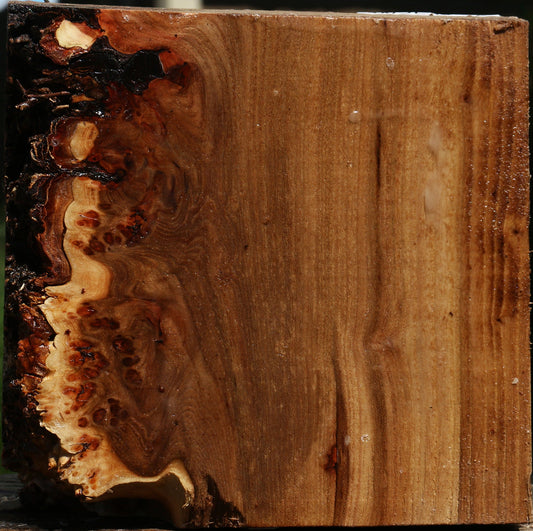 Elm Burl Live Edge Bowl Blank