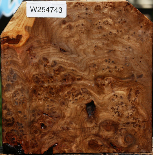 Elm Burl Bowl Blank