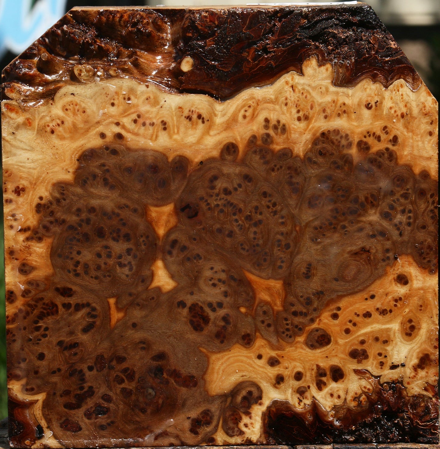 Elm Burl Bowl Blank