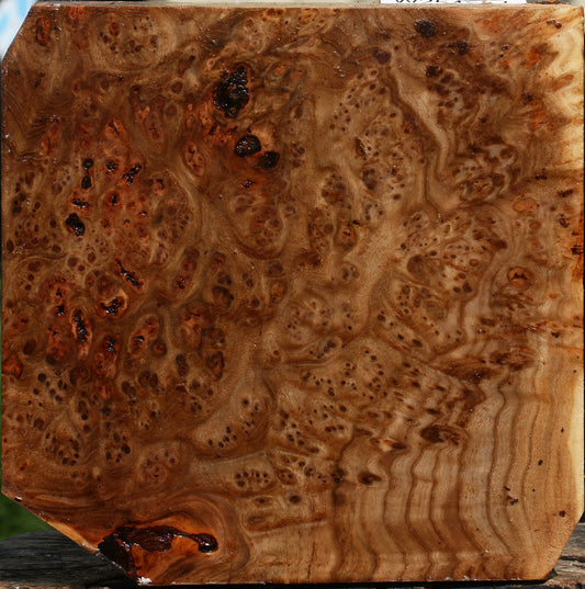 Elm Burl Bowl Blank