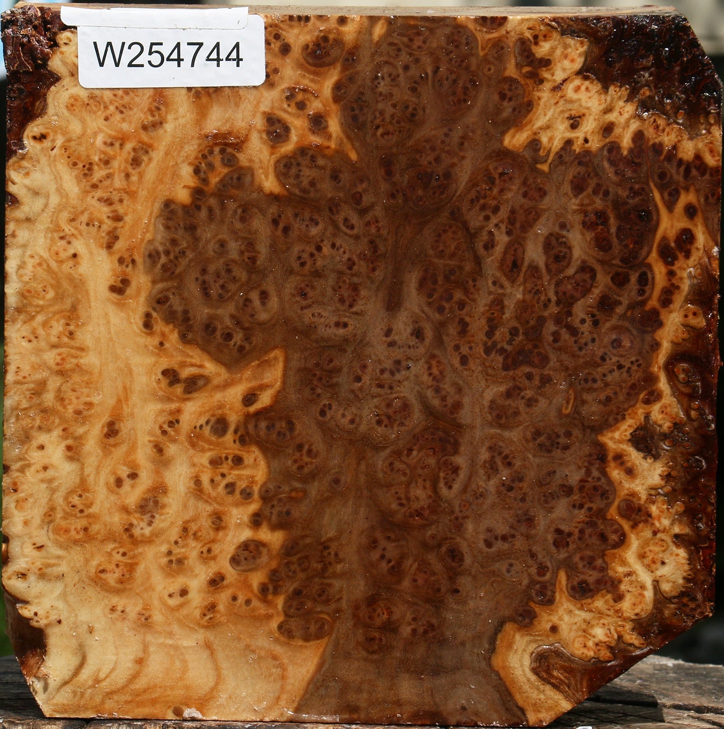 Elm Burl Bowl Blank