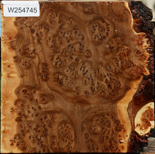 Elm Burl Live Edge Bowl Blank