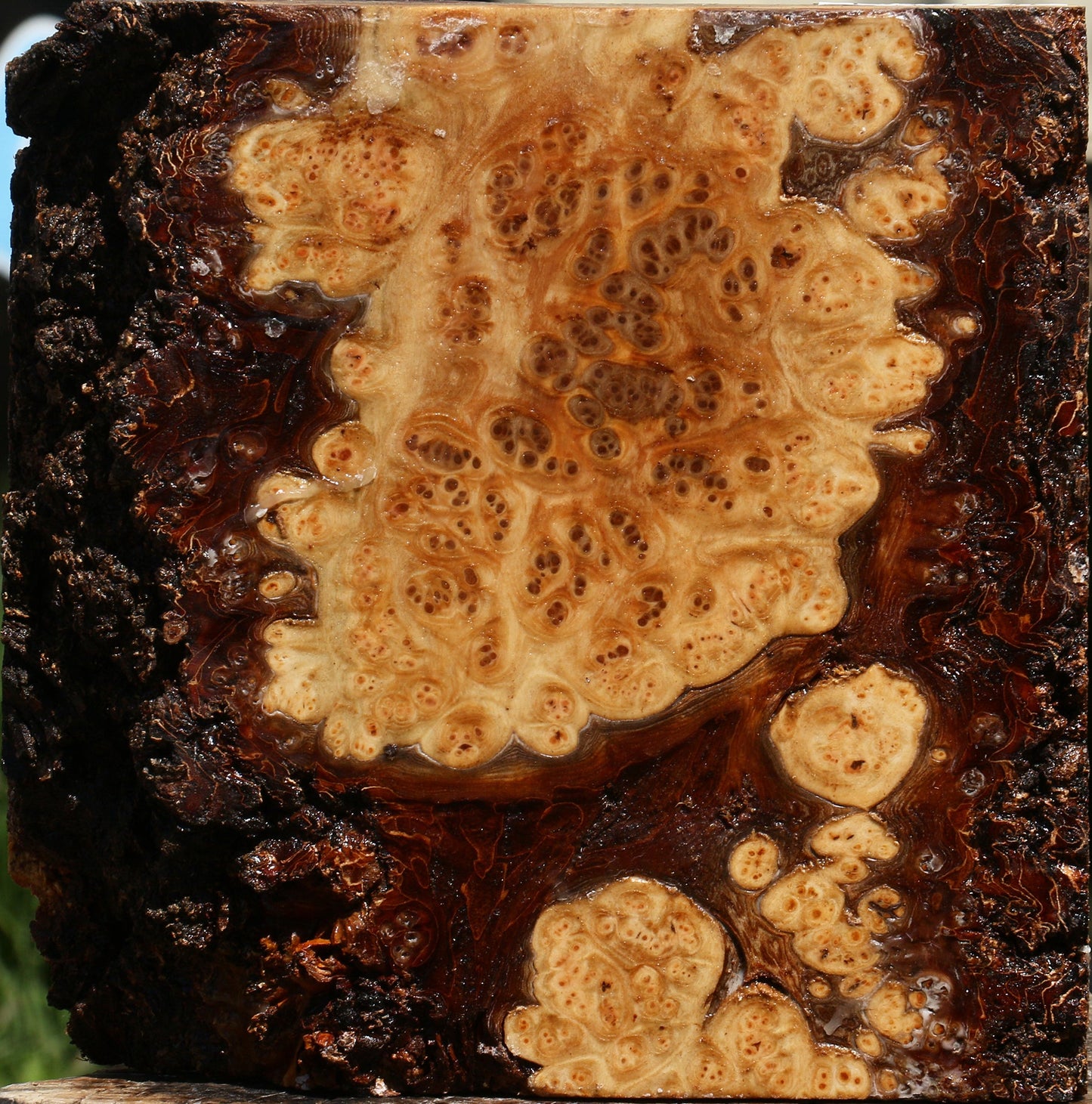 Elm Burl Live Edge Bowl Blank