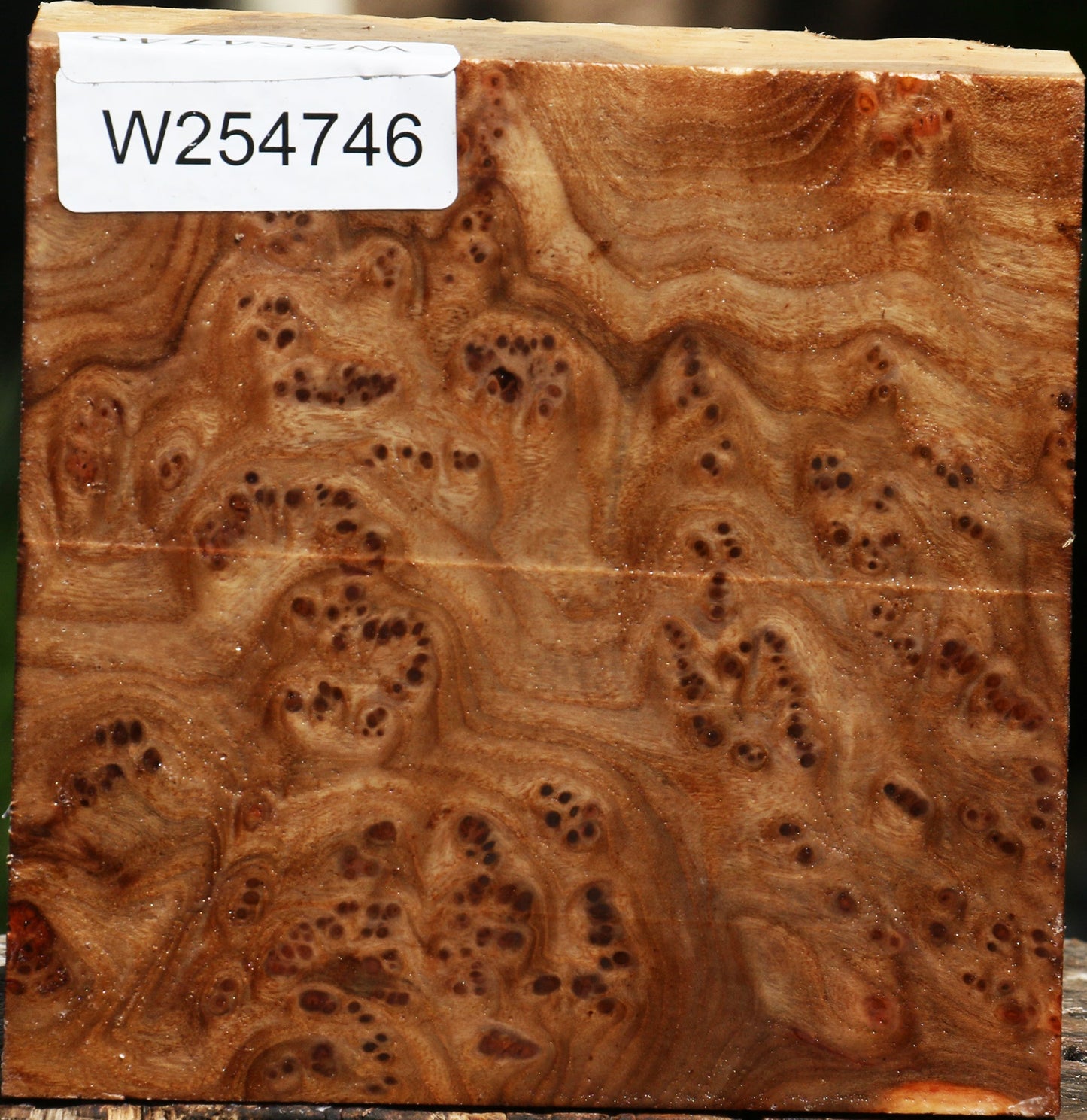 Elm Burl Bowl Blank