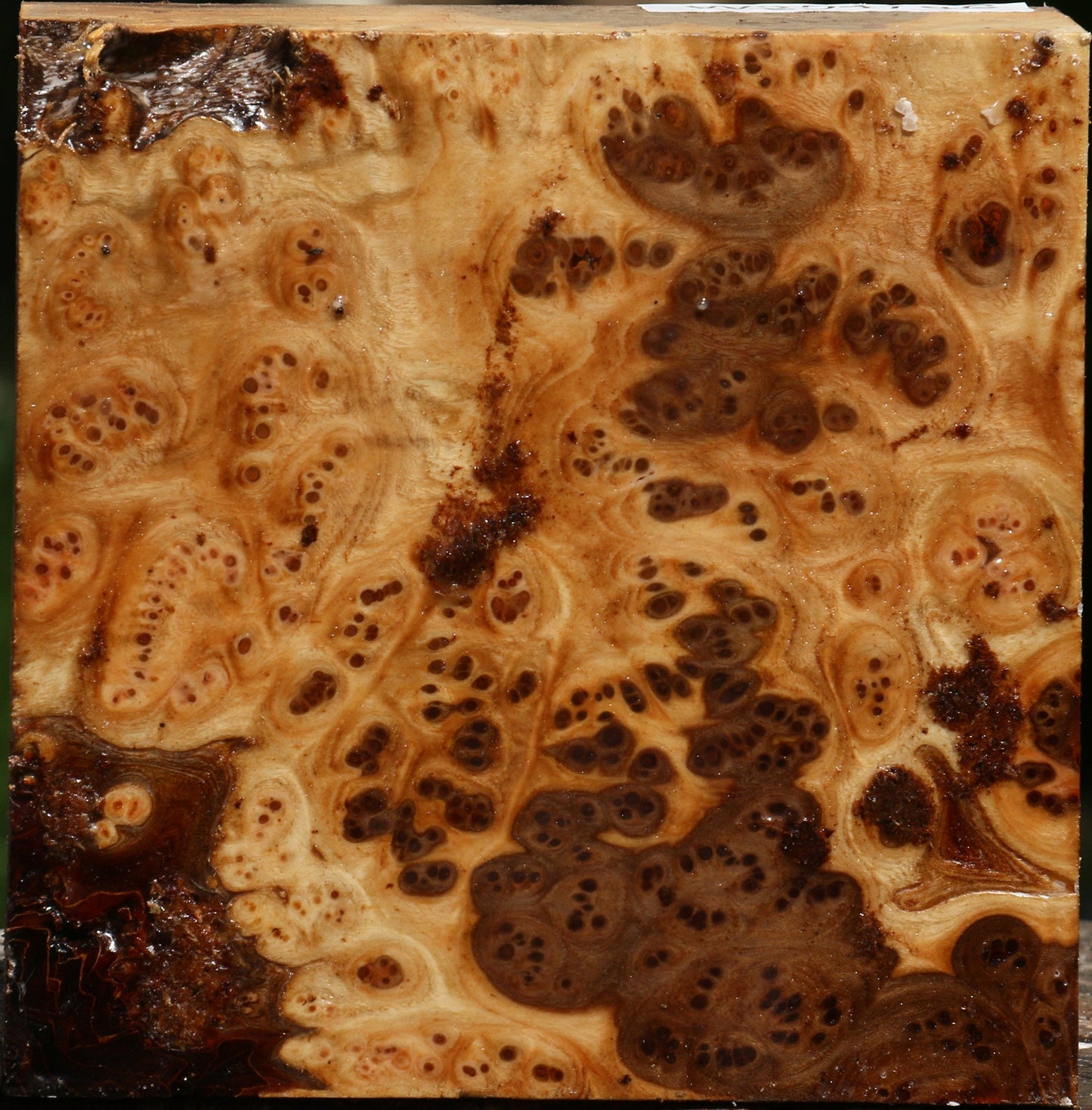 Elm Burl Bowl Blank