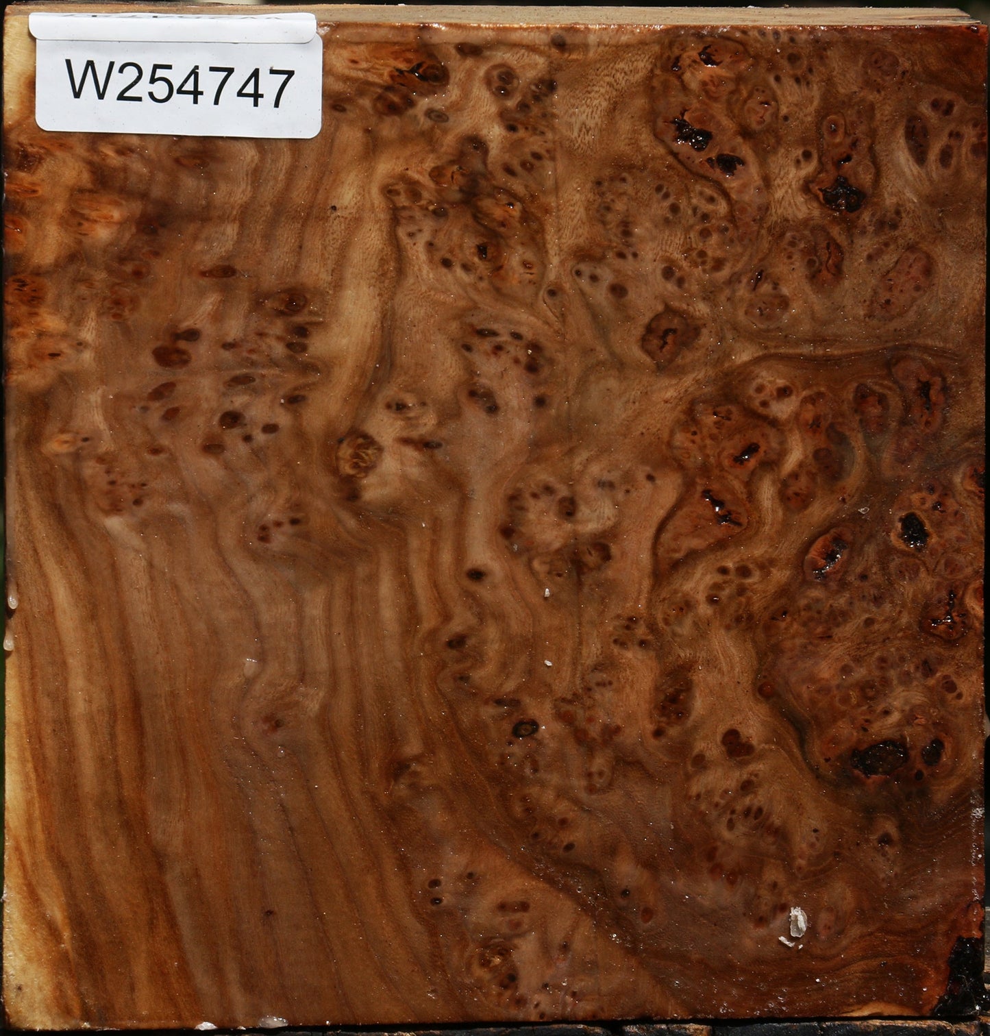 Elm Burl Bowl Blank