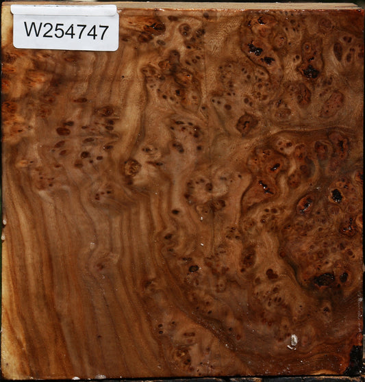 Elm Burl Bowl Blank