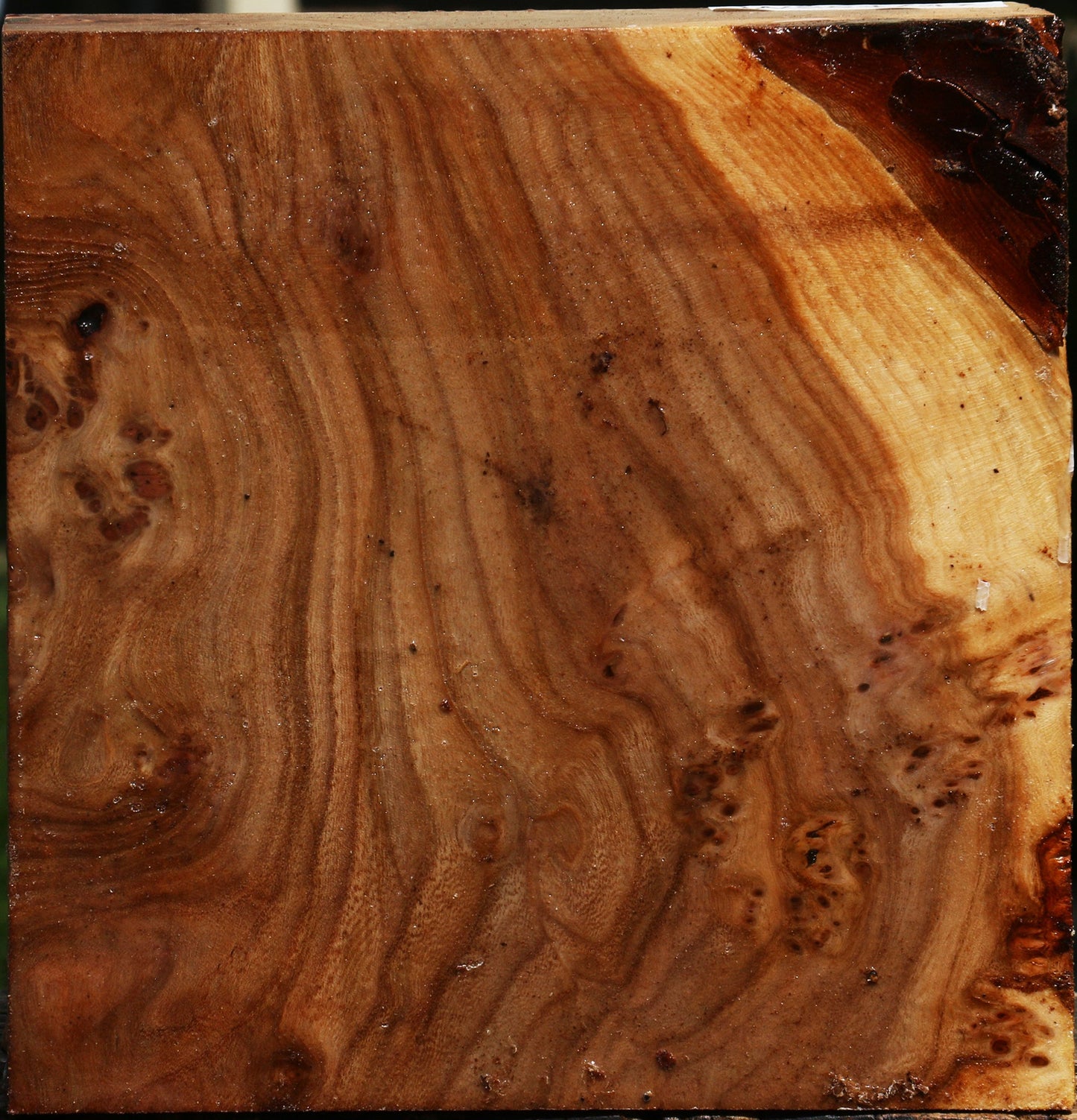 Elm Burl Bowl Blank