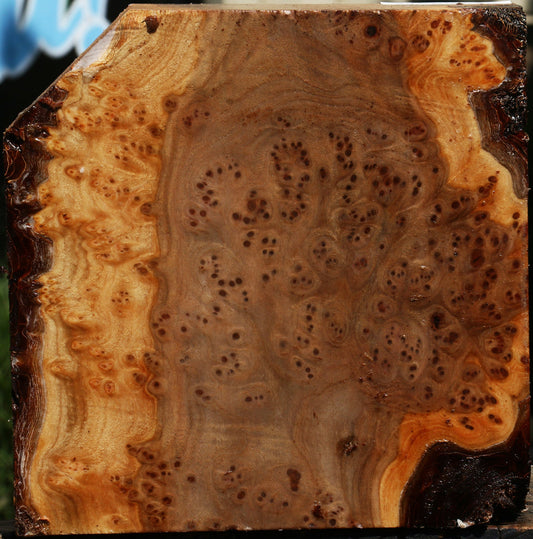 Elm Burl Bowl Blank