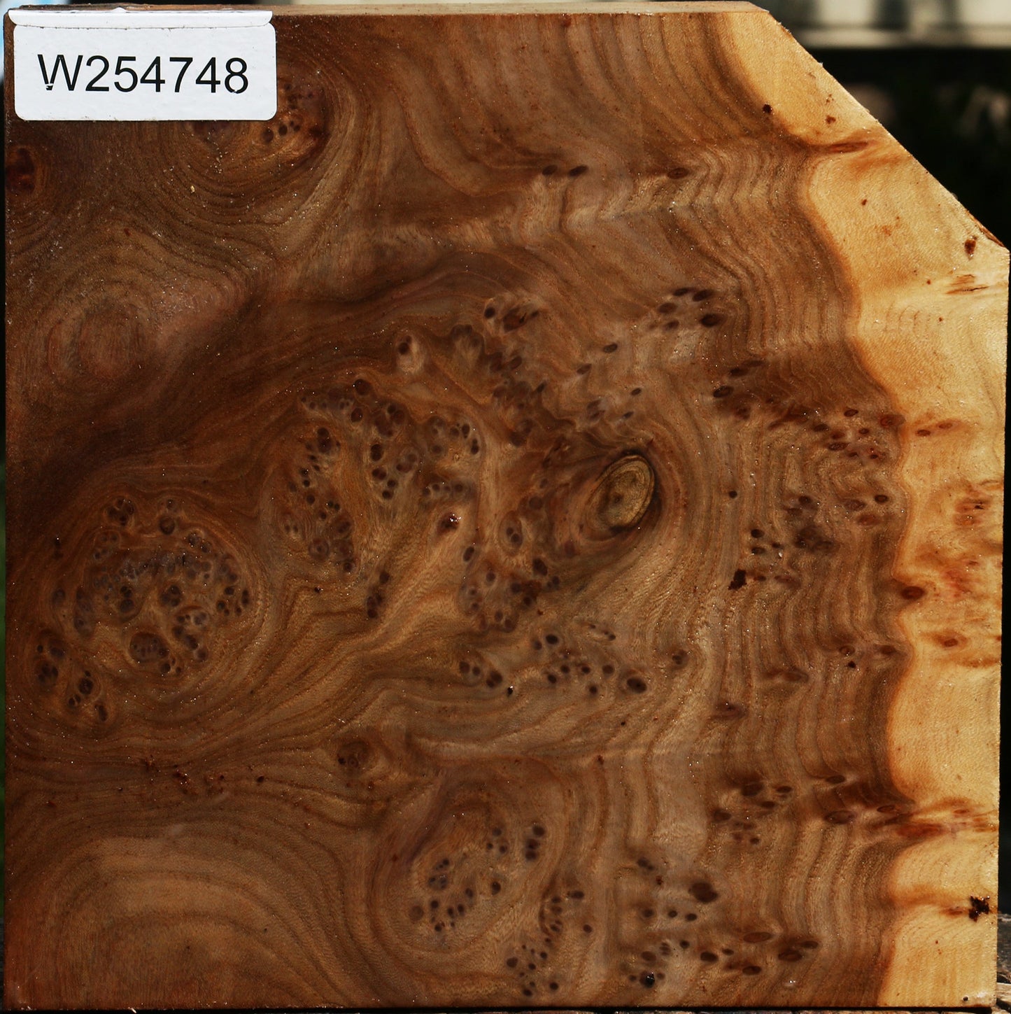 Elm Burl Bowl Blank
