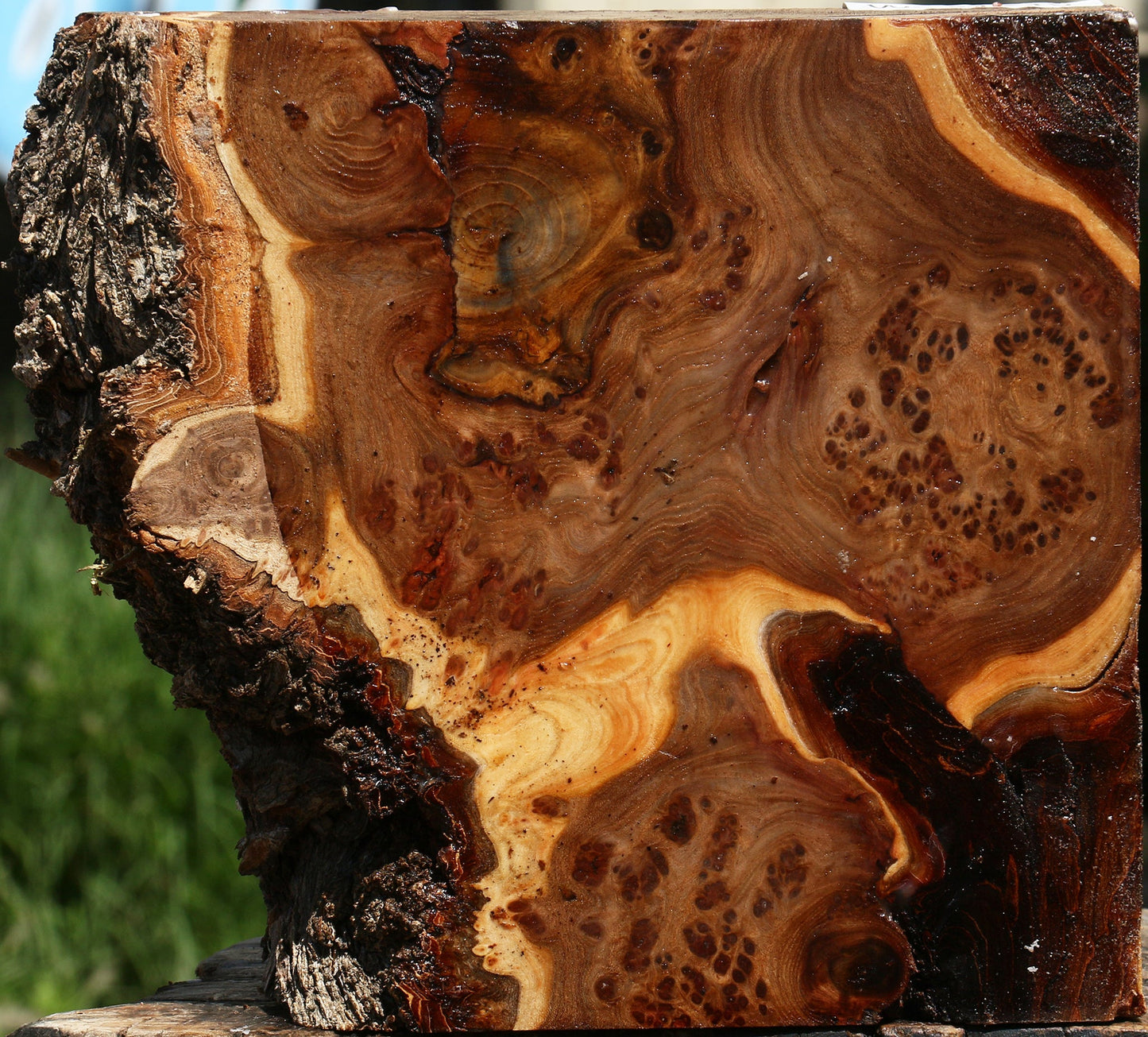 Elm Burl Live Edge Turning Blank