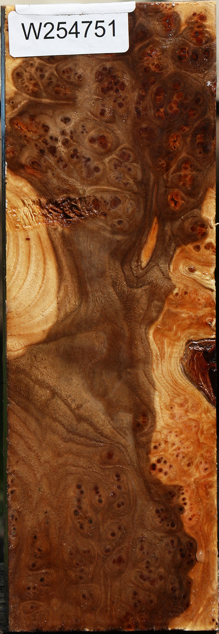 Elm Burl Vessel Blank