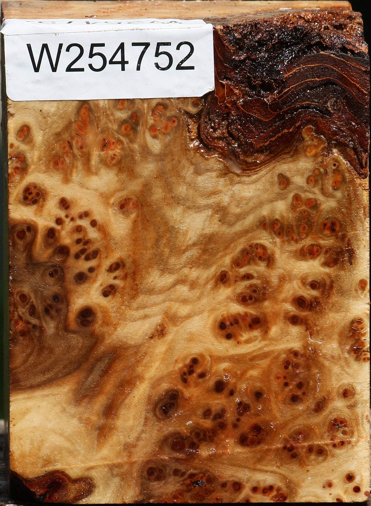 Elm Burl Turning Blank