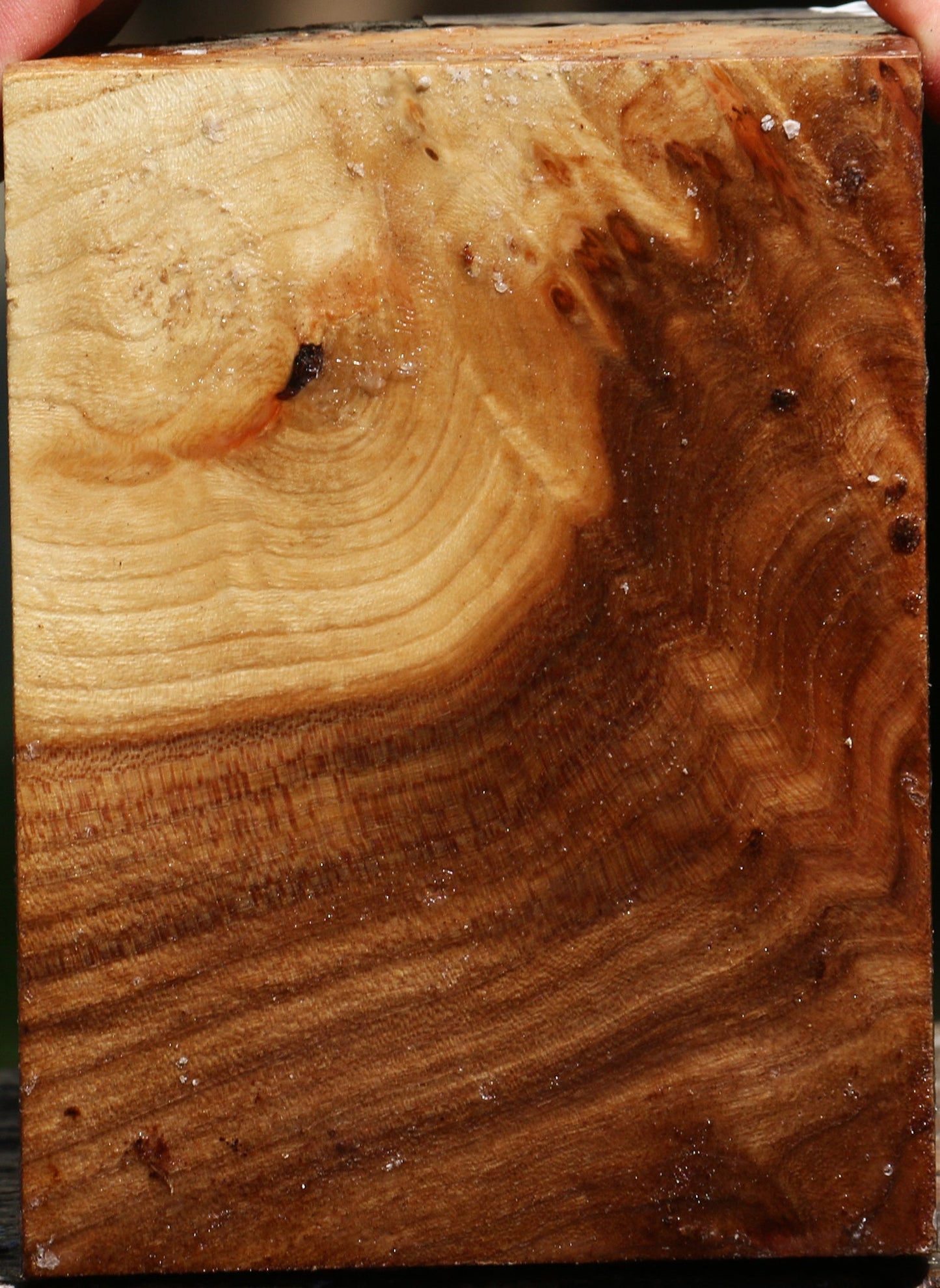 Elm Burl Turning Blank