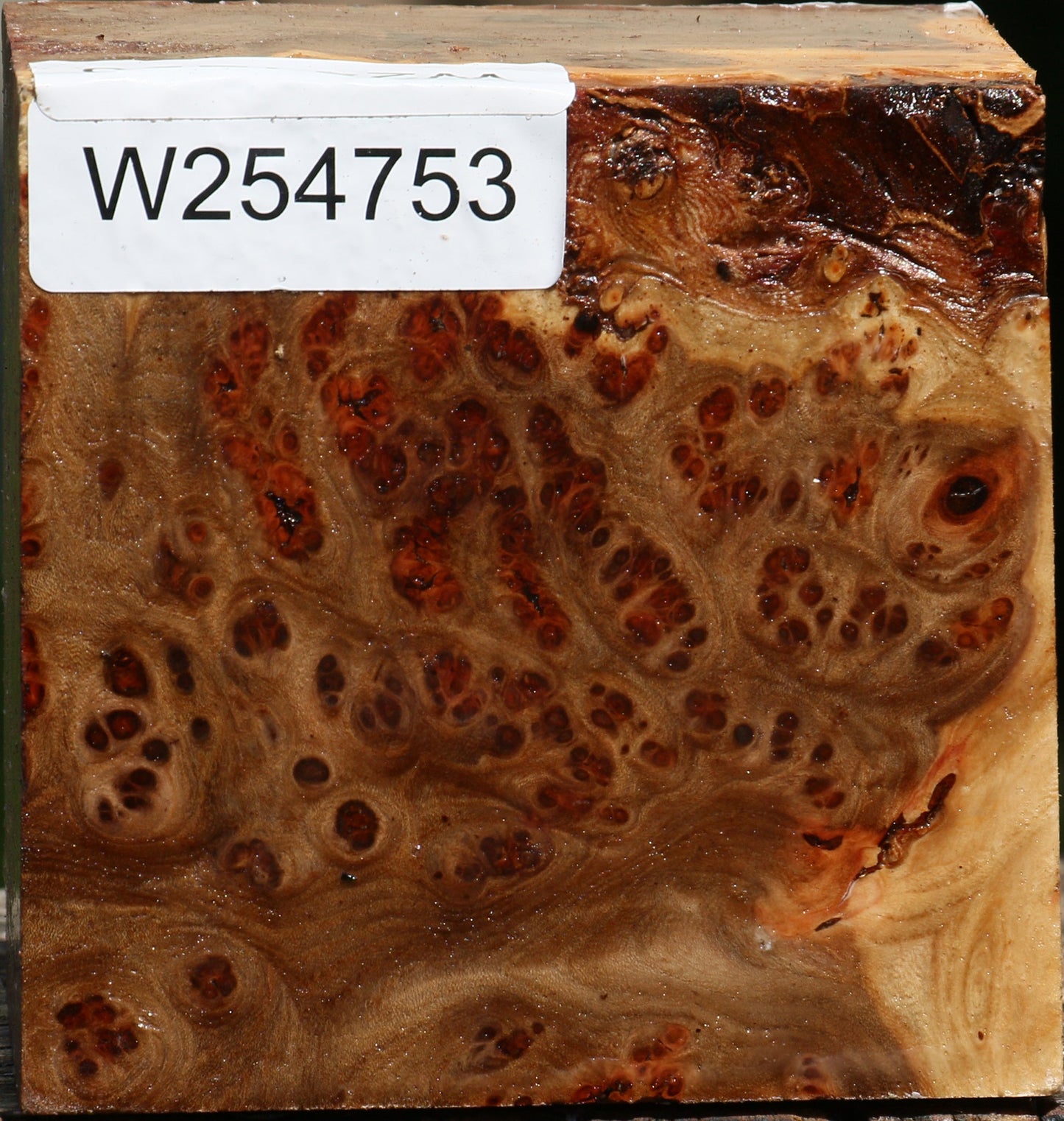 Elm Burl Bowl Blank