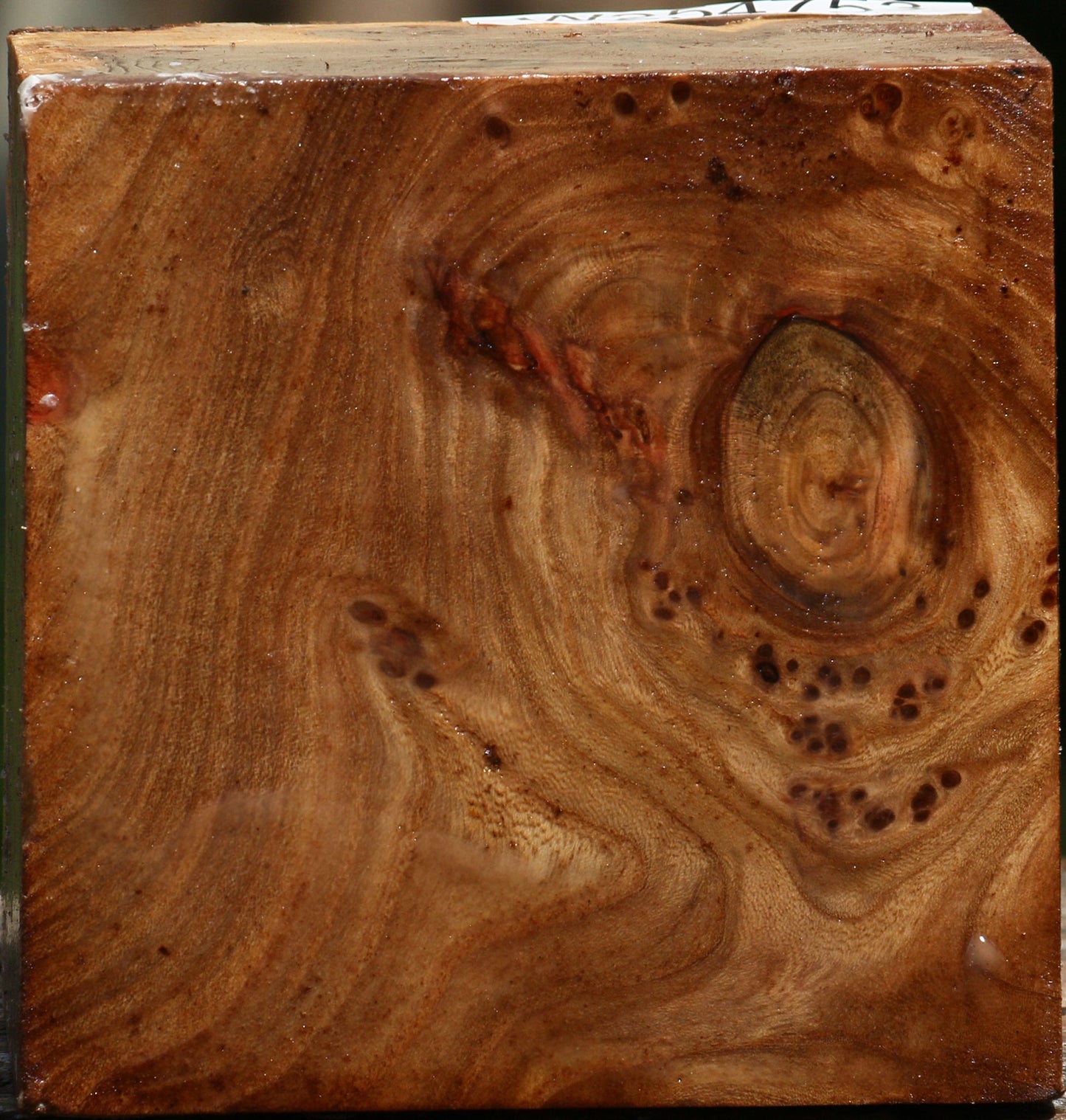 Elm Burl Bowl Blank
