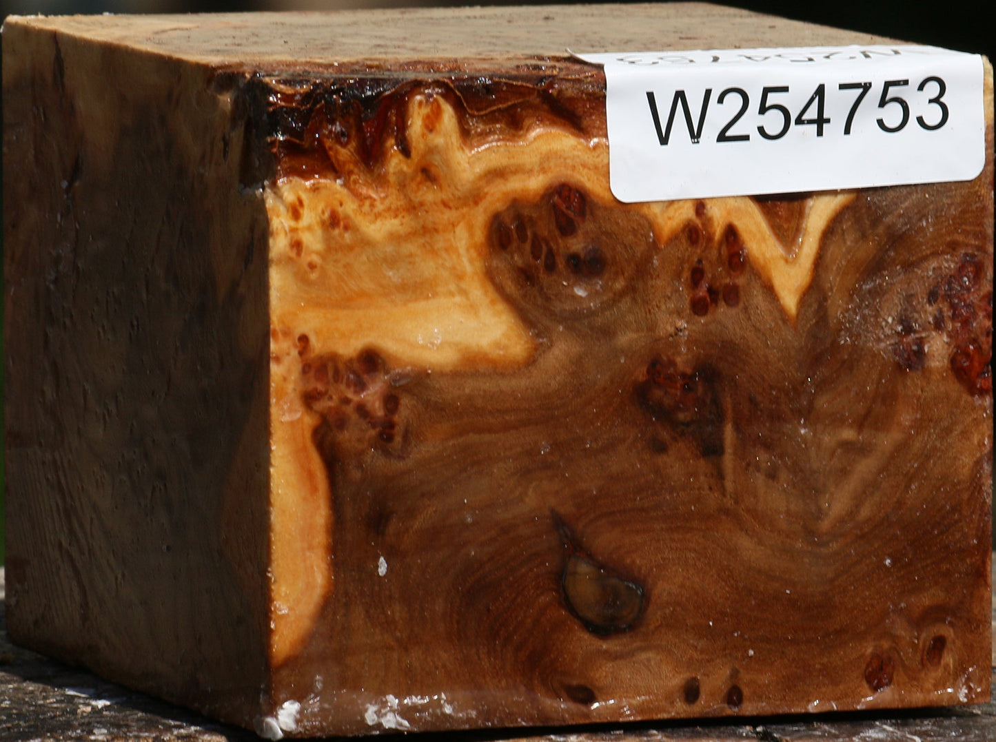 Elm Burl Bowl Blank