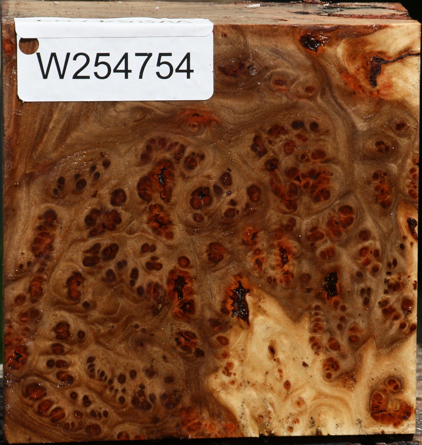 Elm Burl Bowl Blank